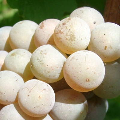 Perle Beeren 1